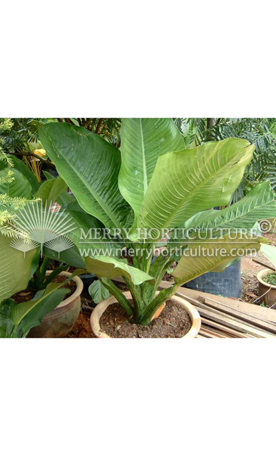Aglaonema_Thai_King 1